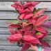 Aglaonema (Aglaonéma) ´CHILLI RED´ - kont. C1L, výška 15-20 cm